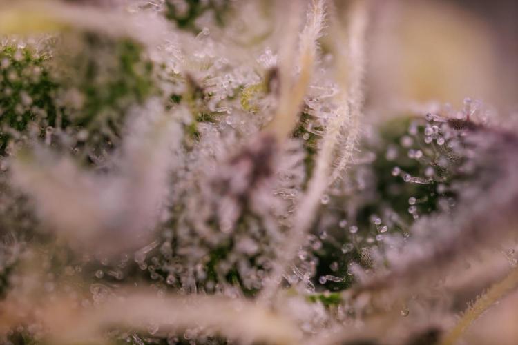 Tester# 604d x 1500 - Paradise Seeds. Week 13