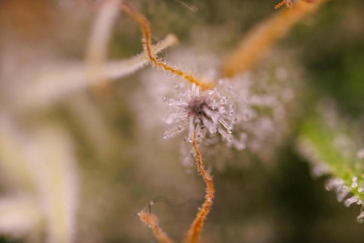 Tester# 604d x 1500 - Paradise Seeds. Week 13