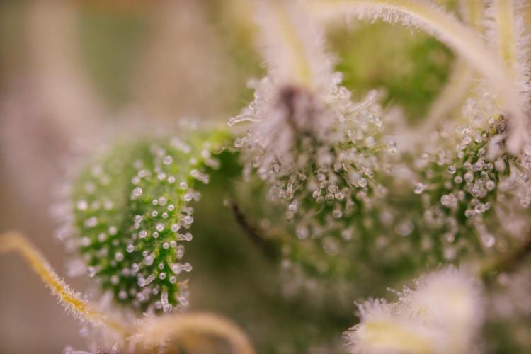 Tester# 604d x 1500 - Paradise Seeds. Week 13