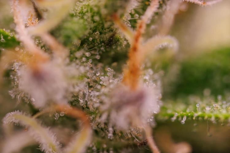 Tester# 604d x 1500 - Paradise Seeds. Week 13