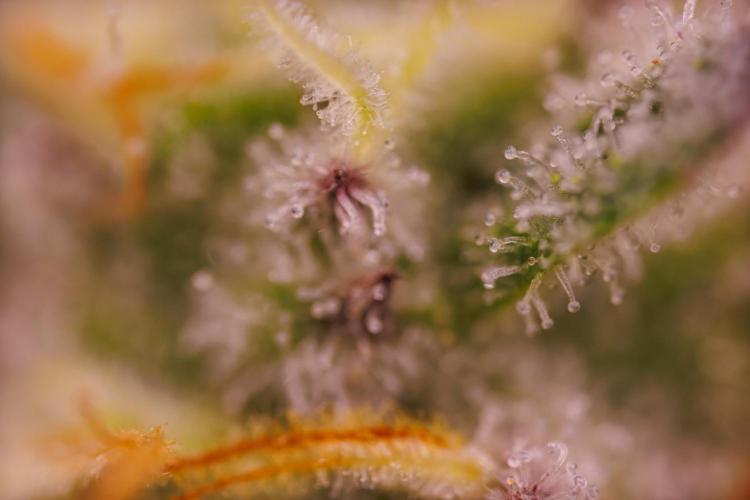 Tester# 605E x 1500. Week 13