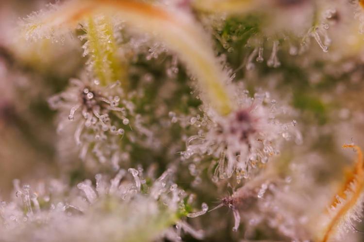 Tester# 605E x 1500. Week 13