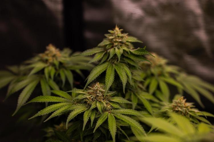 Tester# 60zB x 1500 - Paradise Seeds. Week 14