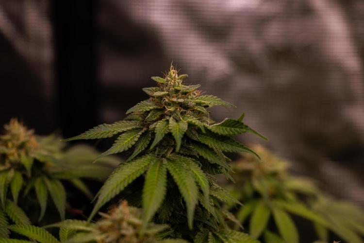 Tester# 60zB x 1500 - Paradise Seeds. Week 14