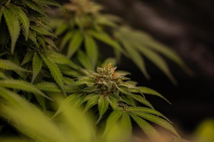 Tester# 60zB x 1500 - Paradise Seeds. Week 14