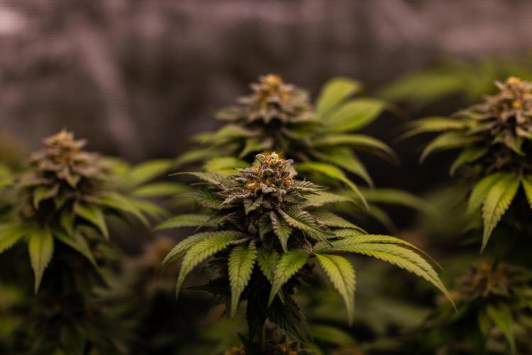 Tester# 494 x 1500 - Paradise Seeds. Week 14