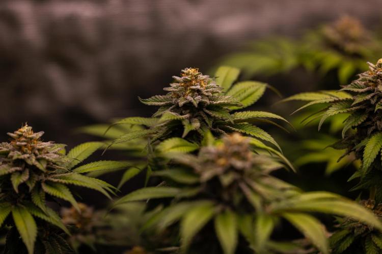 Tester# 494 x 1500 - Paradise Seeds. Week 14
