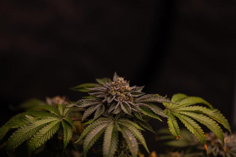 Tester# 604d x 1500 - Paradise Seeds. Week 14