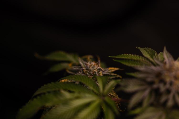 Tester# 604d x 1500 - Paradise Seeds. Week 14