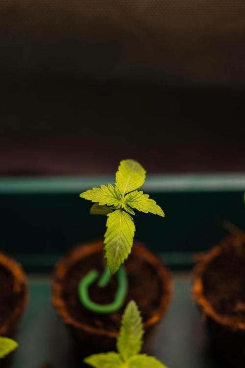 Strawberry Gorilla Auto RF3 - FastBuds. Week 1