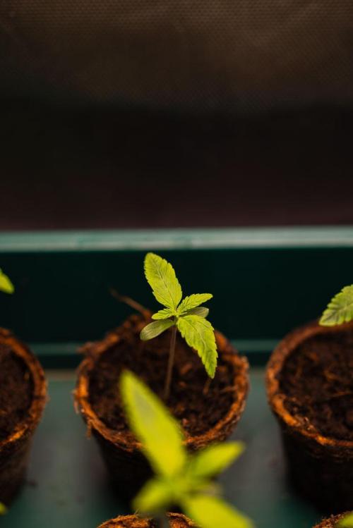 Banana Guava Auto - FastBuds. Week 1