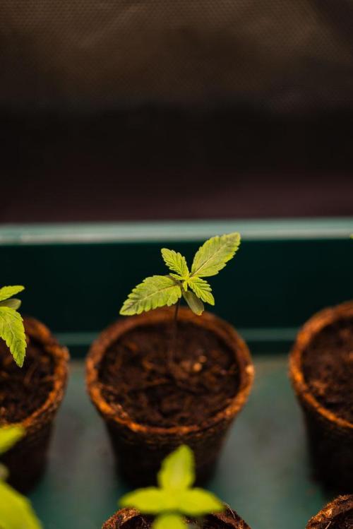 Guava Sundae Auto. Week 1