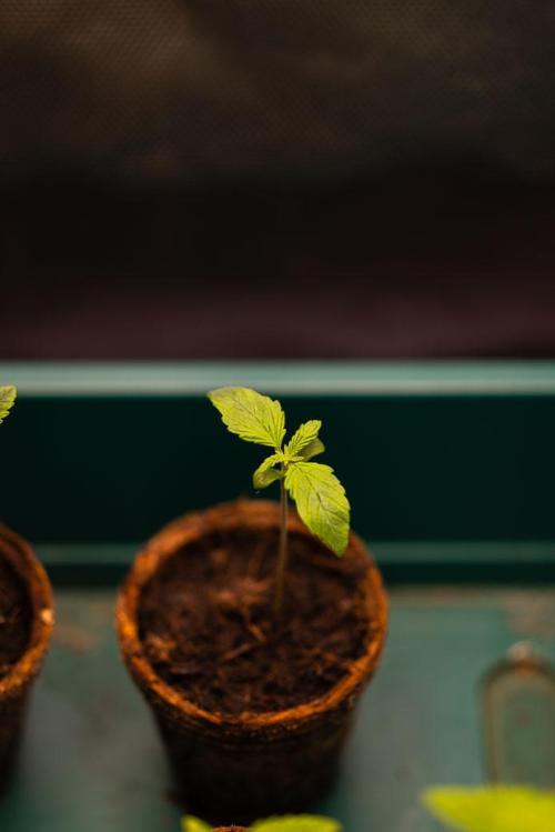 Guava Runta Auto- - FastBuds. Week 1