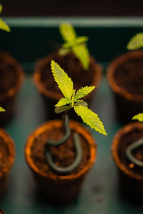 Mendo Guavo Auto. Week 1