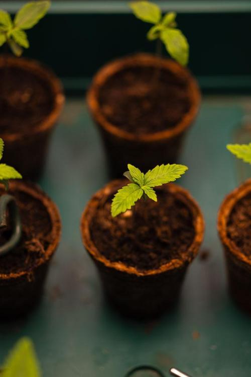 Spliffs Strawberry - Spliff Seeds. Week 1