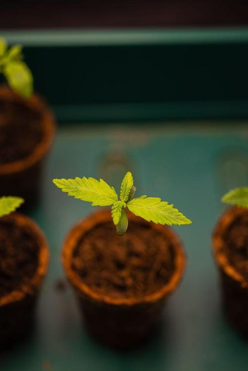 Purple Berry Kush - Spliff Seeds. Week 1