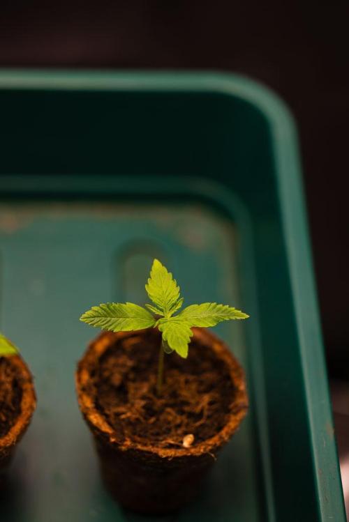 Afghani Gold - Spliff Seeds. Week 1