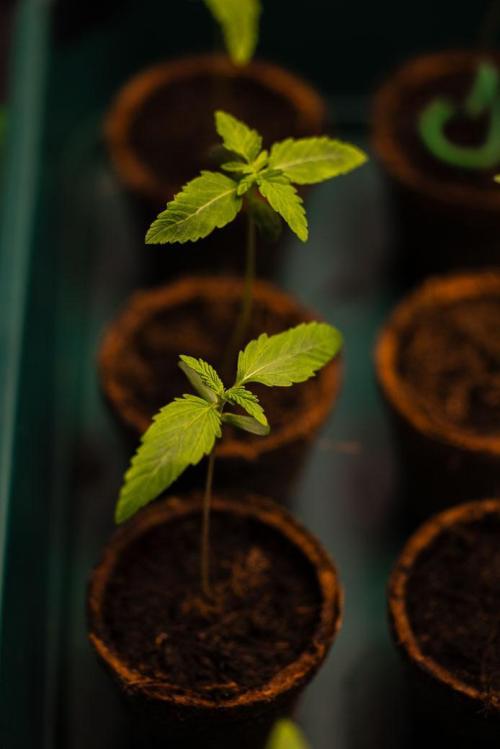 Gelato - Spliff Seeds. Week 1