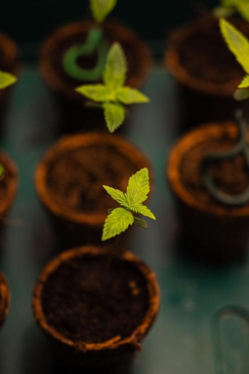 Blue Berry - Spliff Seeds. Week 1