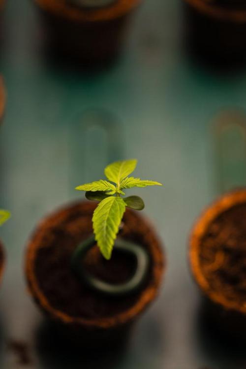 Amnesia - Paradise Seeds. Week 1