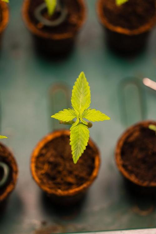 Special Kush - Paradise Seeds. Week 1