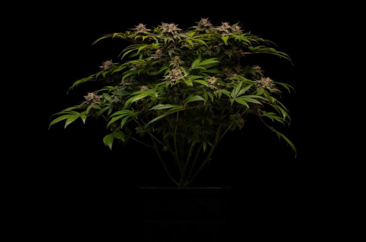 Tester# 60zB x 1500 - Paradise Seeds. Week 15