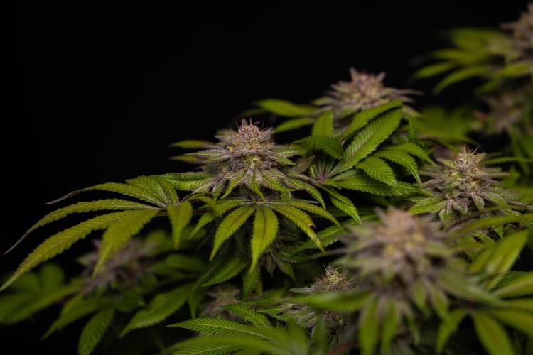 Tester# 60zB x 1500 - Paradise Seeds. Week 15