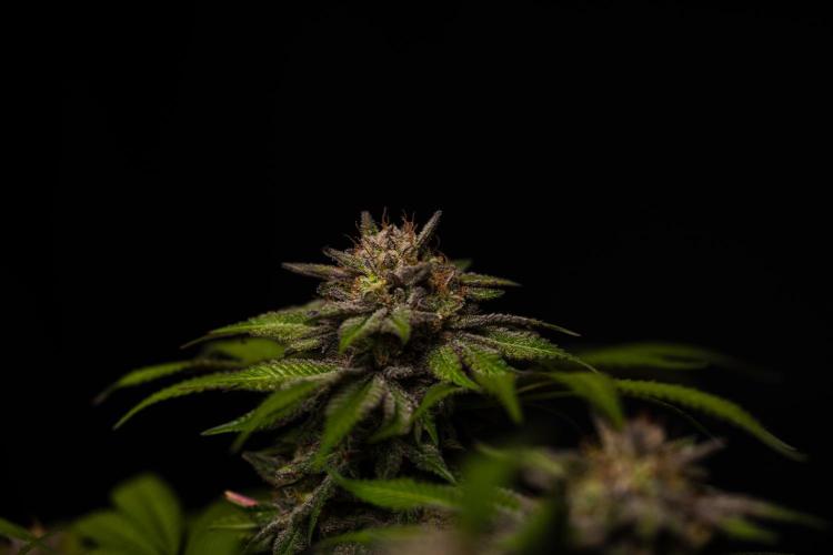Tester# 60zB x 1500 - Paradise Seeds. Week 15
