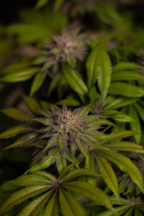 Tester# 60zB x 1500 - Paradise Seeds. Week 15