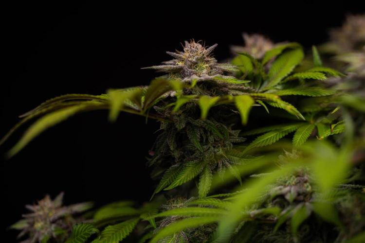 Tester# 60zB x 1500 - Paradise Seeds. Week 15