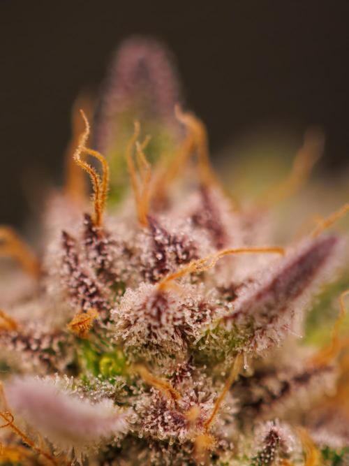 Tester# 60zB x 1500 - Paradise Seeds. Week 15