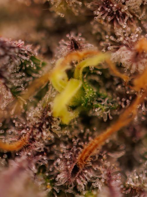 Tester# 60zB x 1500 - Paradise Seeds. Week 15