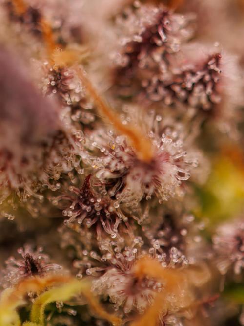 Tester# 60zB x 1500 - Paradise Seeds. Week 15