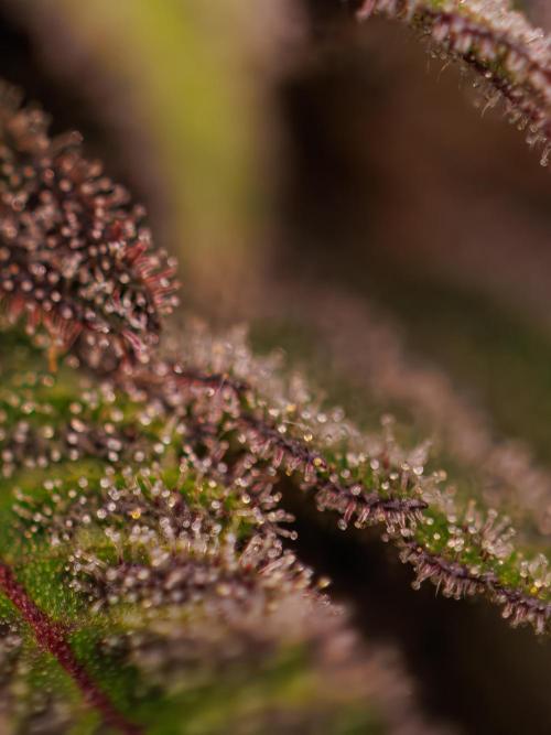 Tester# 60zB x 1500 - Paradise Seeds. Week 15