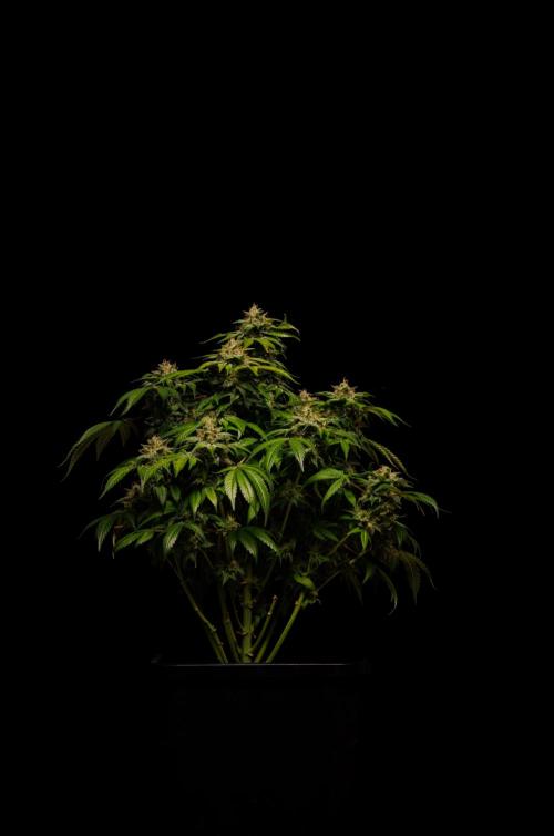 Tester# 494 x 1500 - Paradise Seeds. Week 15