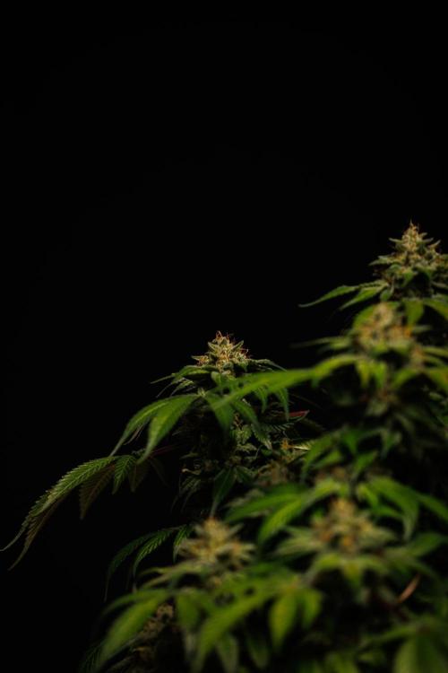 Tester# 494 x 1500 - Paradise Seeds. Week 15