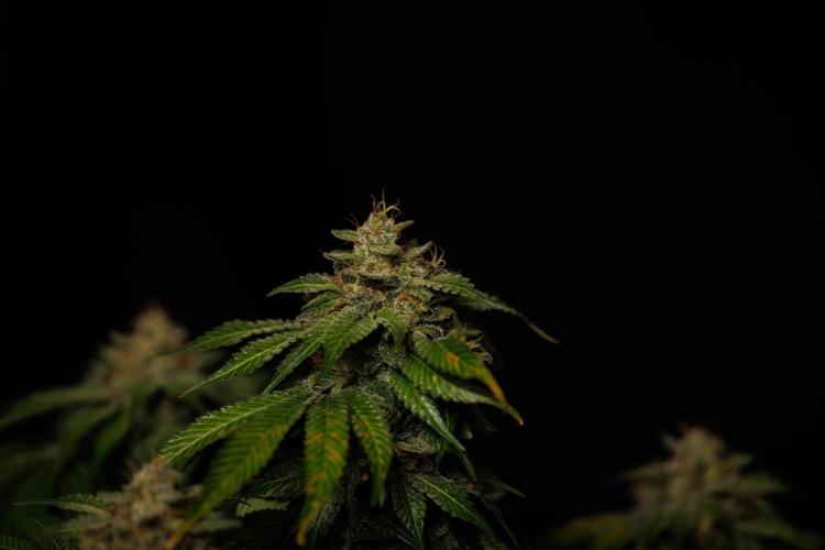 Tester# 494 x 1500 - Paradise Seeds. Week 15