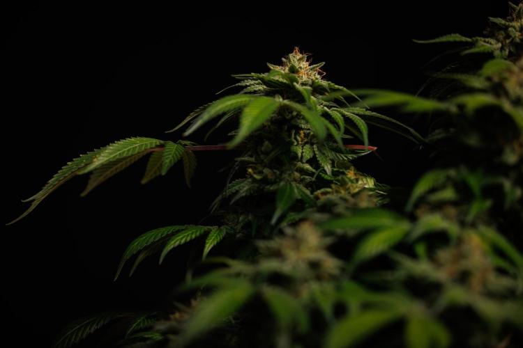 Tester# 494 x 1500 - Paradise Seeds. Week 15