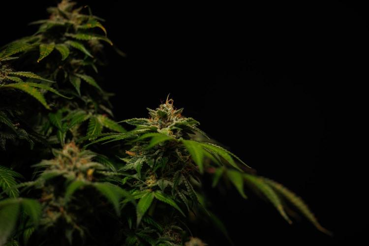 Tester# 494 x 1500 - Paradise Seeds. Week 15