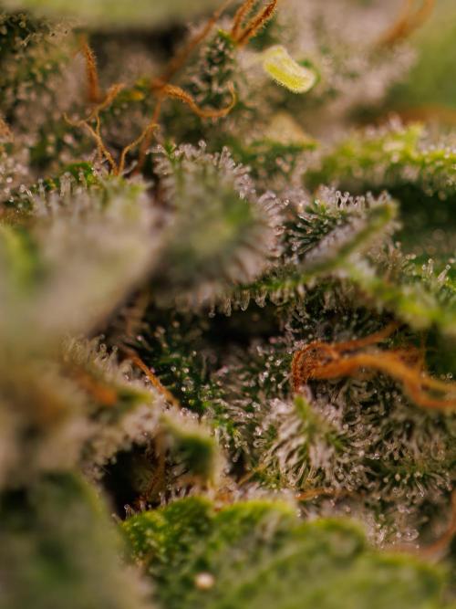 Tester# 494 x 1500 - Paradise Seeds. Week 15