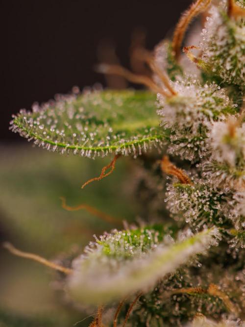 Tester# 494 x 1500 - Paradise Seeds. Week 15