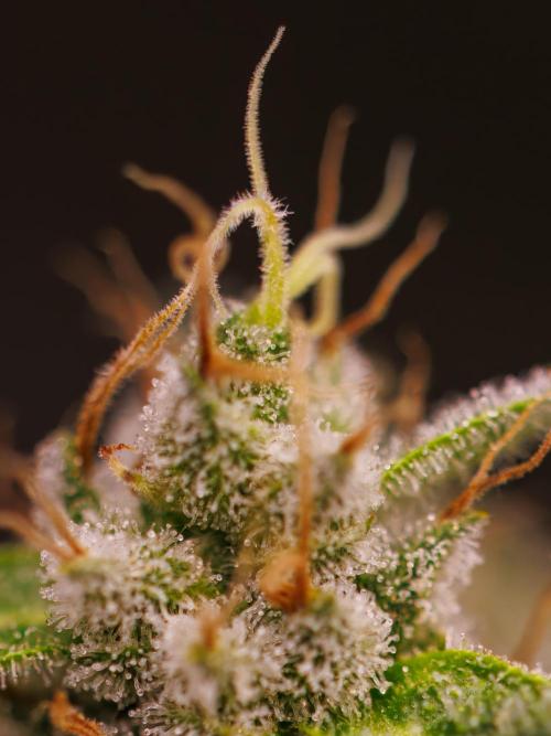 Tester# 494 x 1500 - Paradise Seeds. Week 15