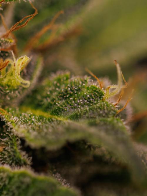 Tester# 494 x 1500 - Paradise Seeds. Week 15