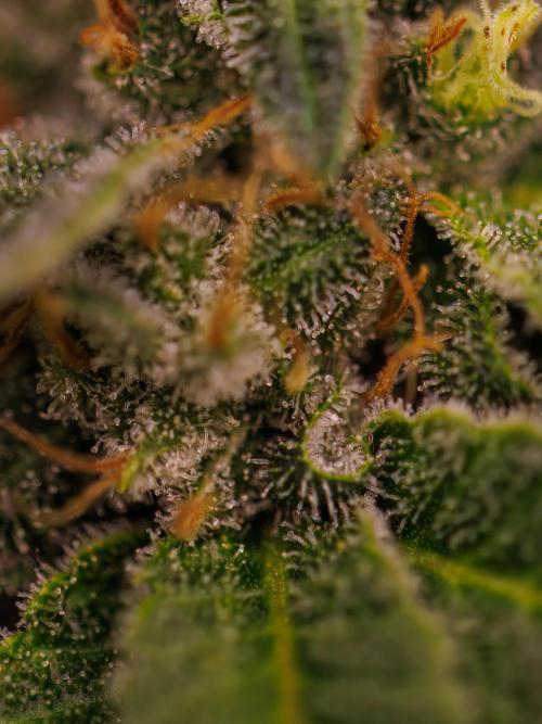 Tester# 494 x 1500 - Paradise Seeds. Week 15