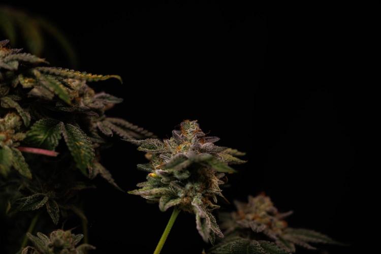 Tester# 604d x 1500 - Paradise Seeds. Week 15