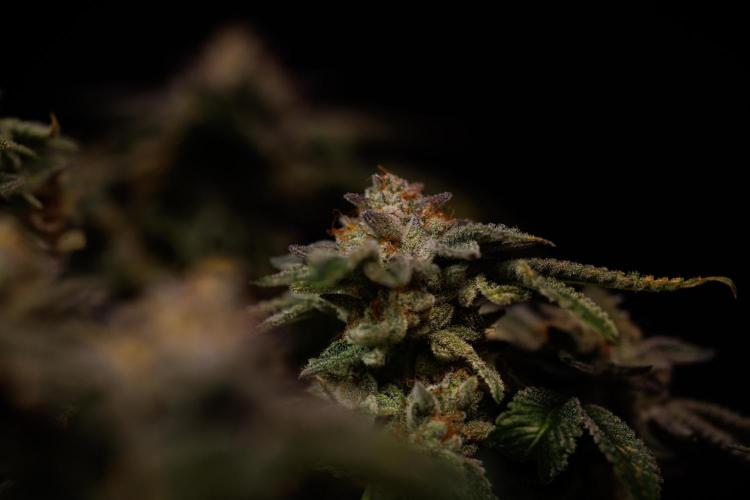 Tester# 604d x 1500 - Paradise Seeds. Week 15