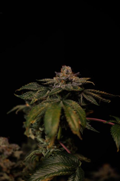 Tester# 604d x 1500 - Paradise Seeds. Week 15
