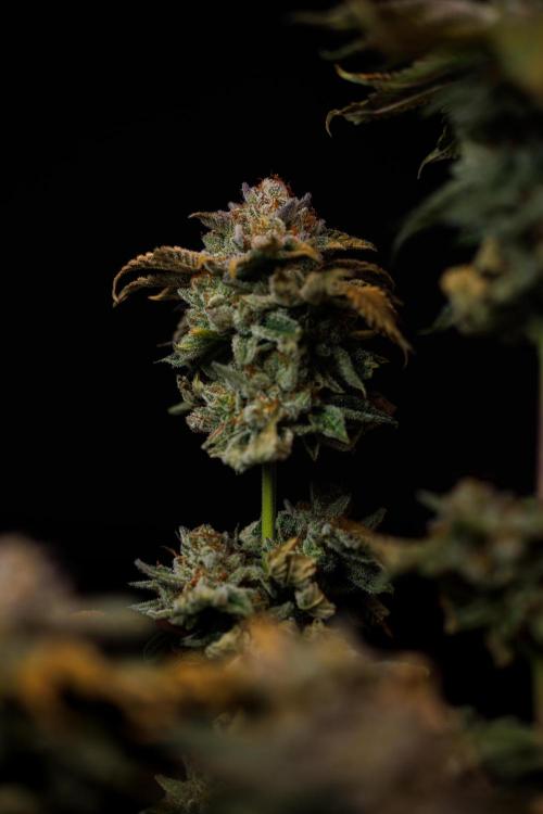 Tester# 604d x 1500 - Paradise Seeds. Week 15
