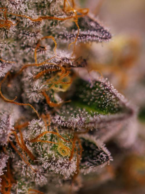 Tester# 604d x 1500 - Paradise Seeds. Week 15