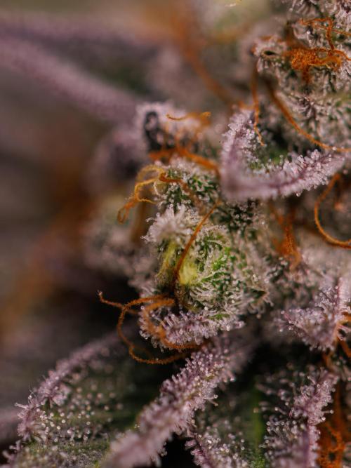 Tester# 604d x 1500 - Paradise Seeds. Week 15